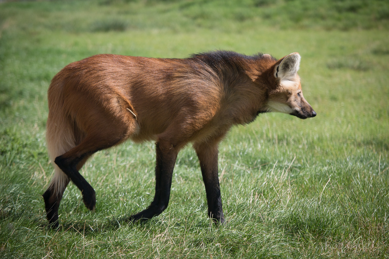 Maned wolf : Hamerton : 31 Aug 2014