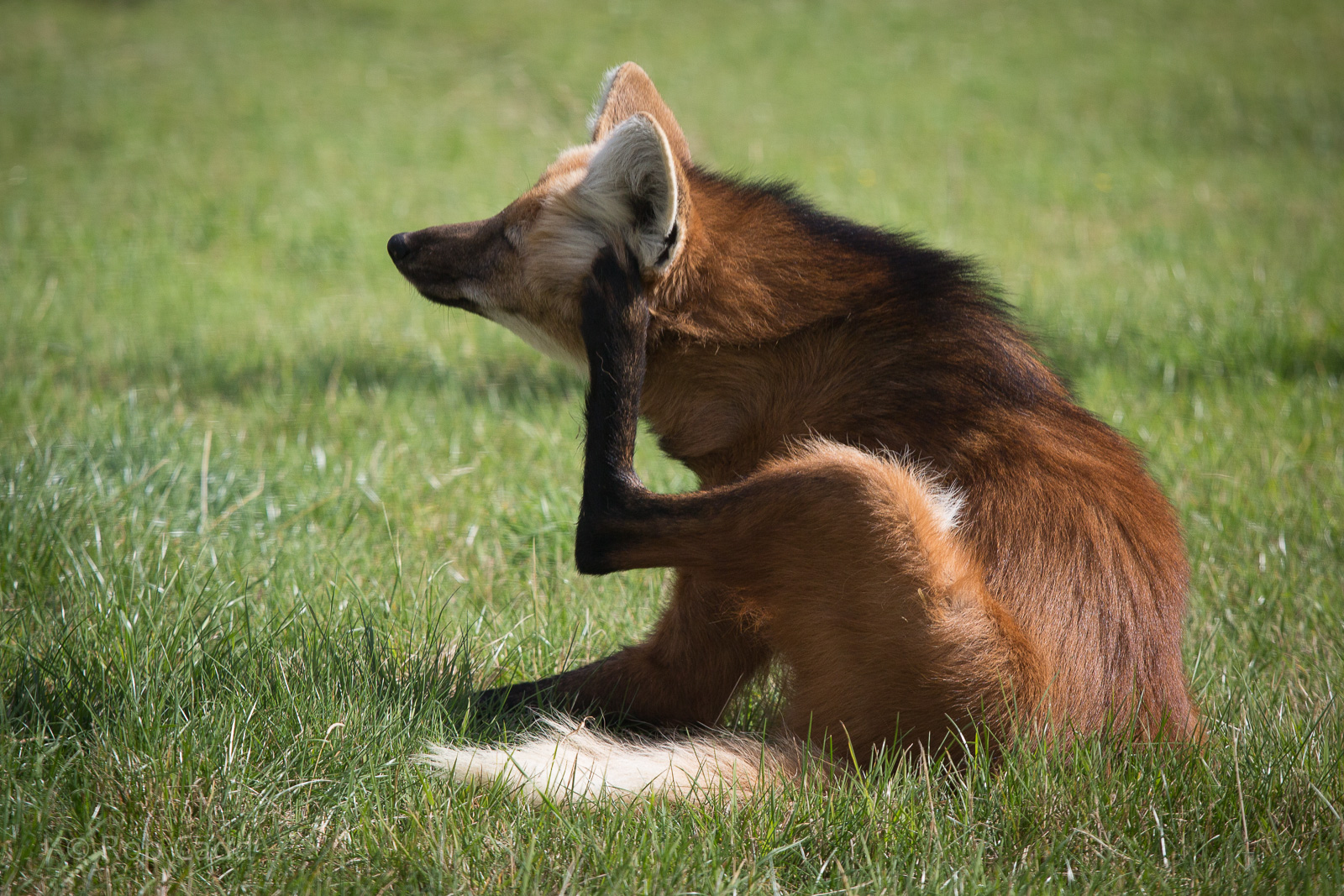 Maned wolf : Hamerton : 31 Aug 2014