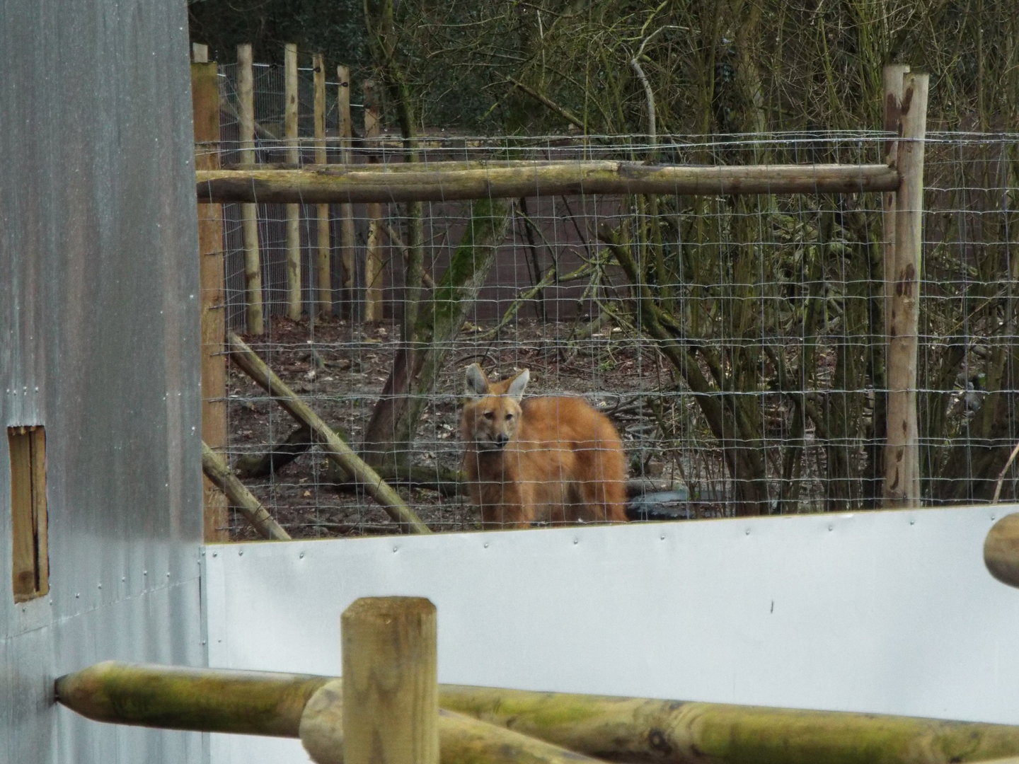 Maned Wolf, Hemsley Conservation Centre