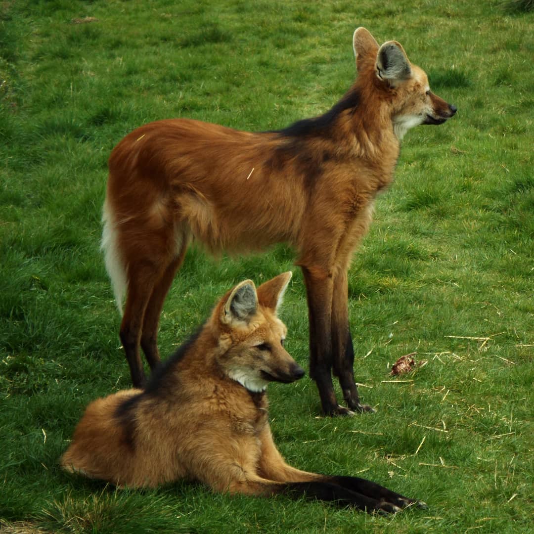 Maned Wolf HZP
