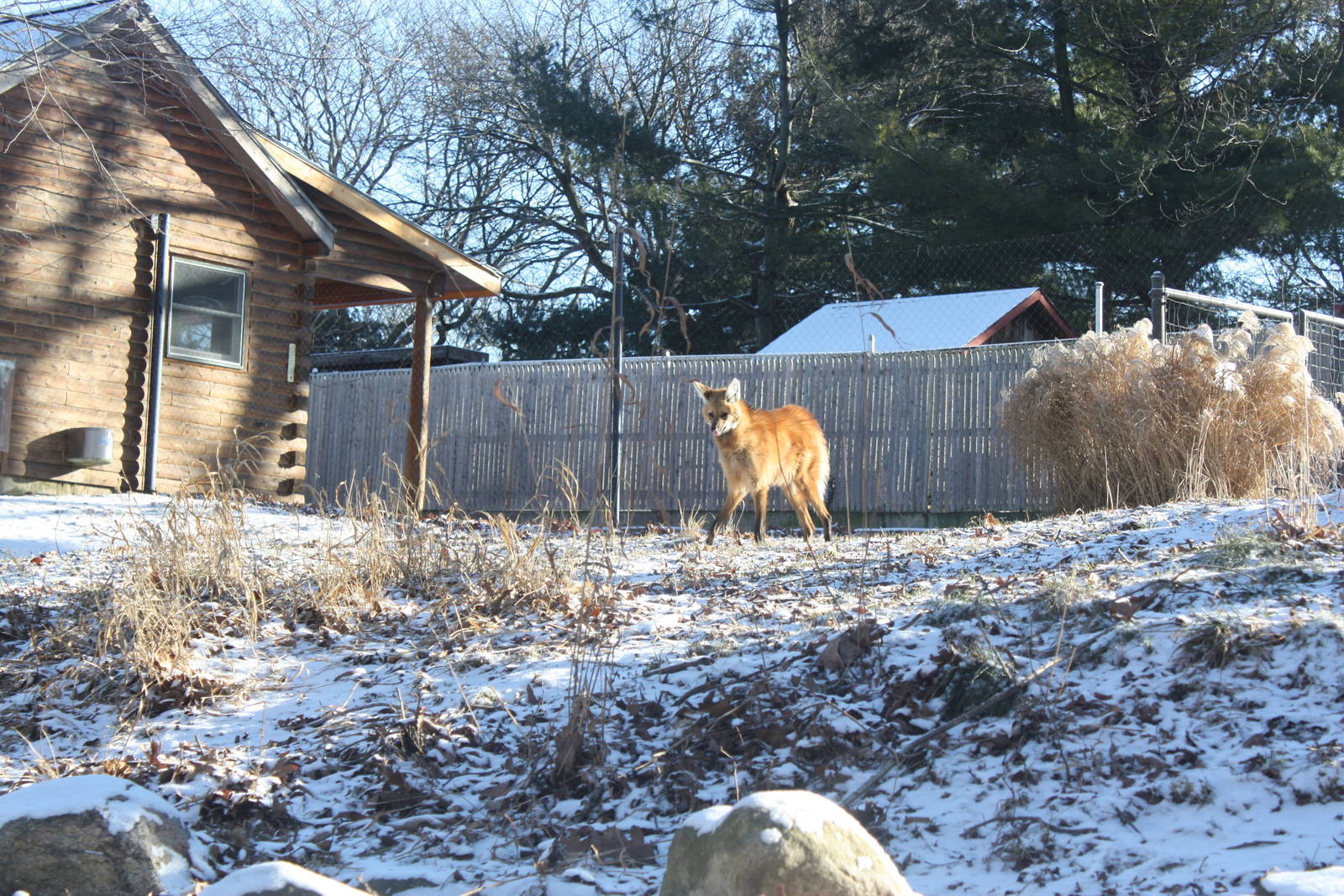 Maned Wolf In the Snow