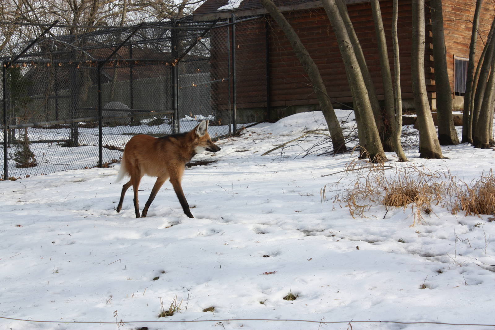 Maned Wolf in the Snow