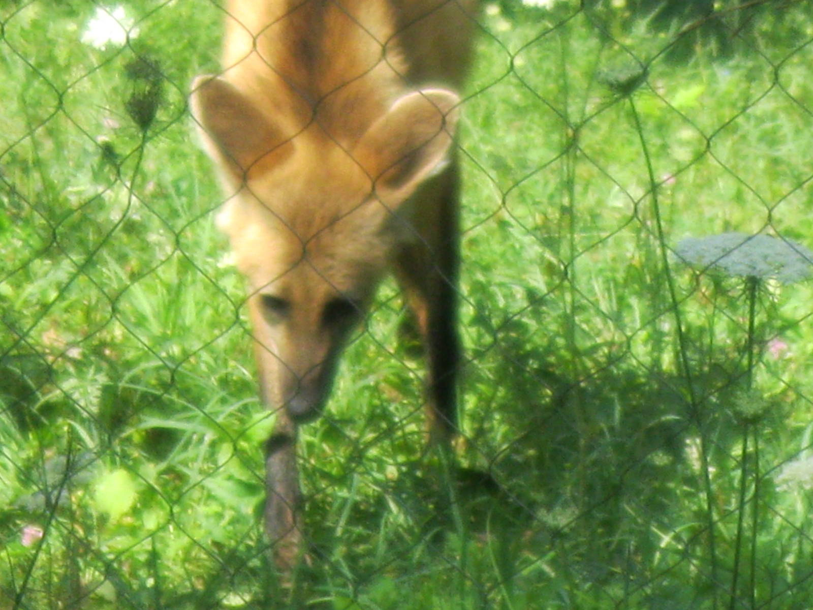 Maned Wolf Investigating