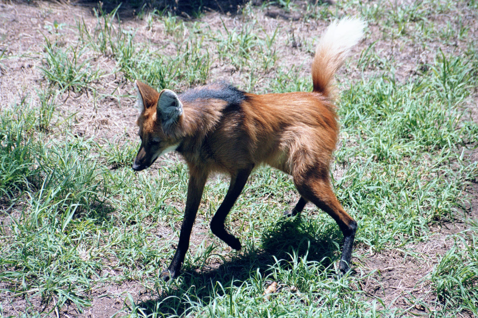 Maned Wolf - Jan 2004