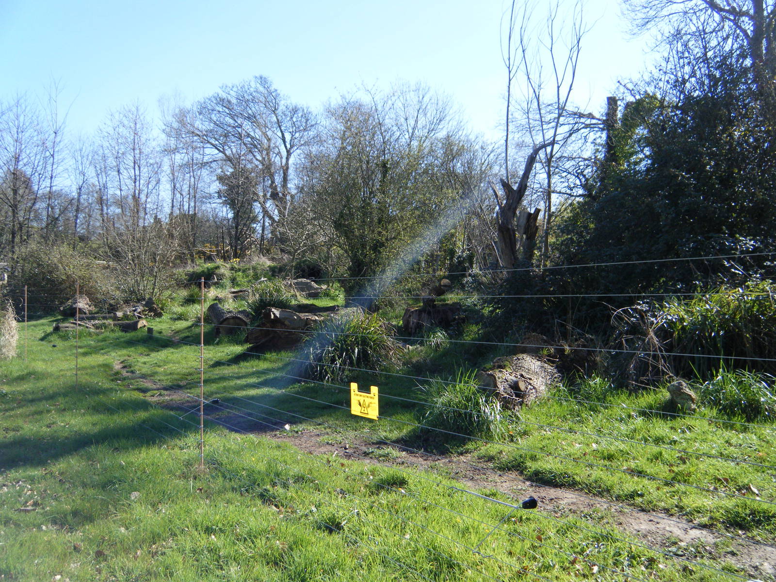 Maned Wolf larger enclosure