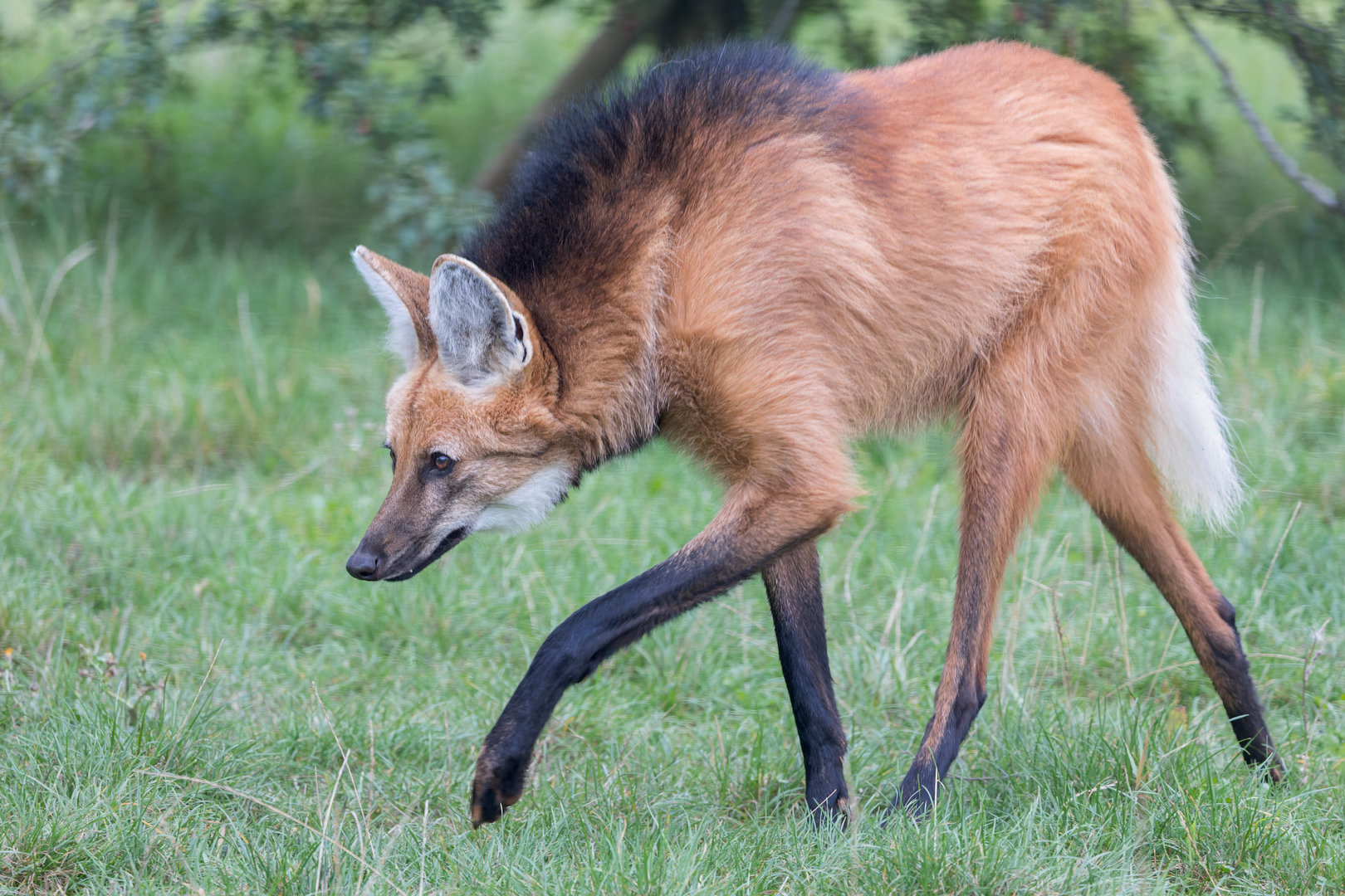 Maned Wolf (m) Zorro / Hamerton / 12-10-23