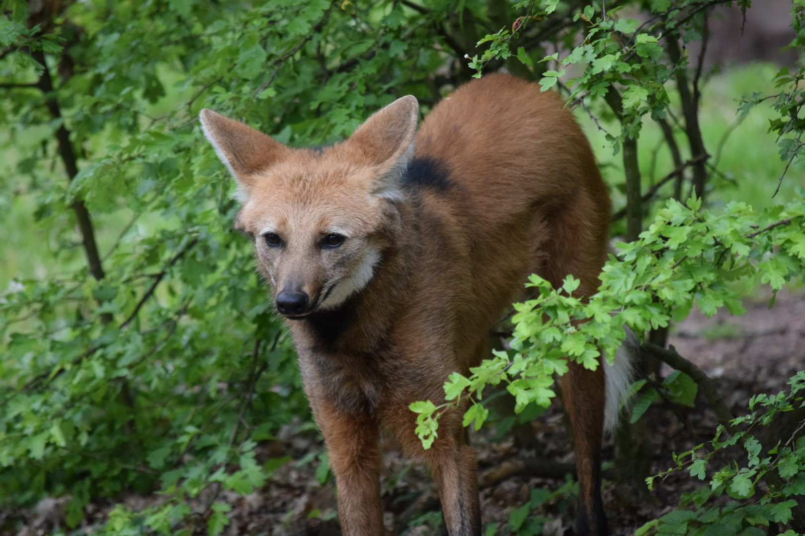 Maned wolf - May 2019