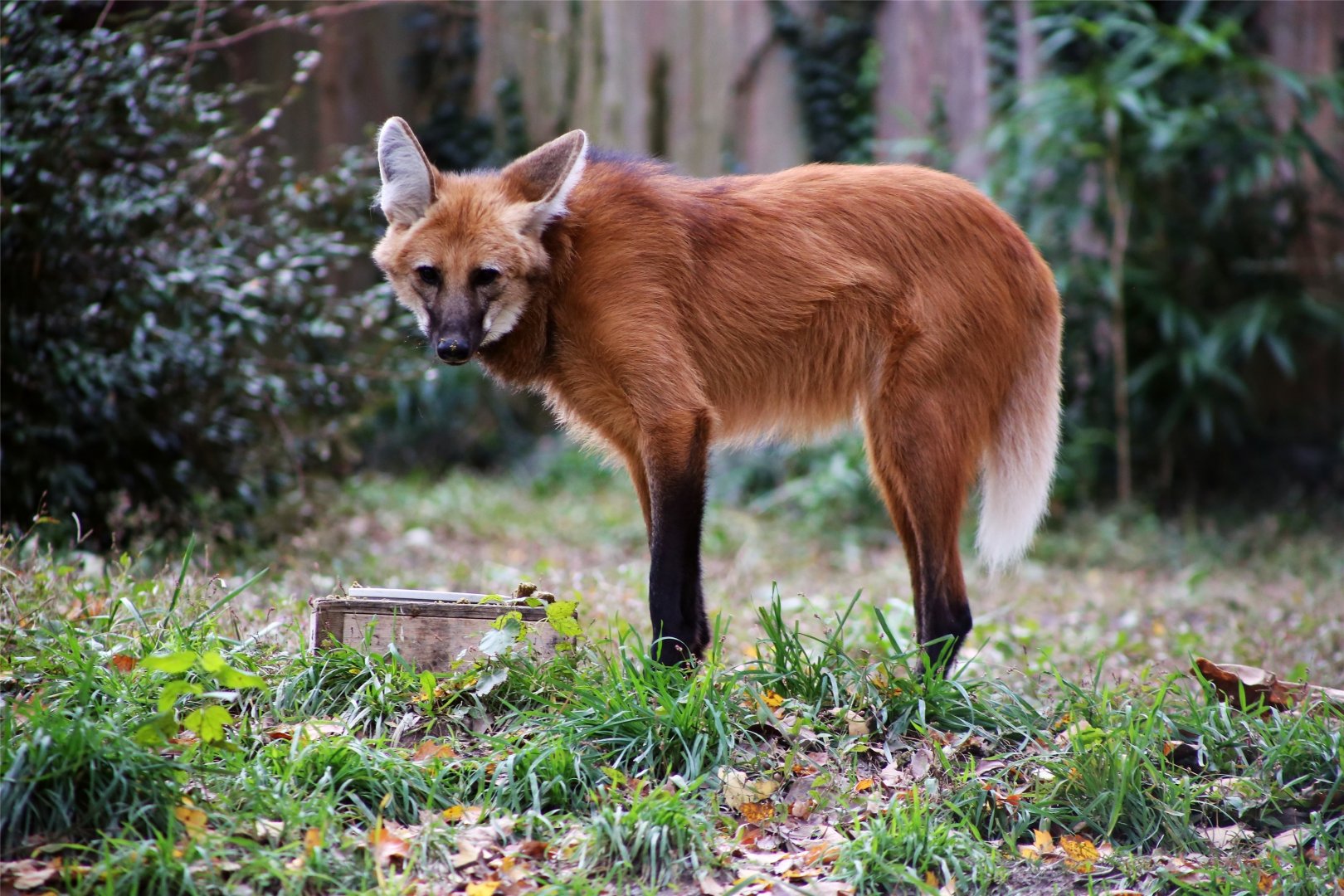Maned Wolf, November 2018