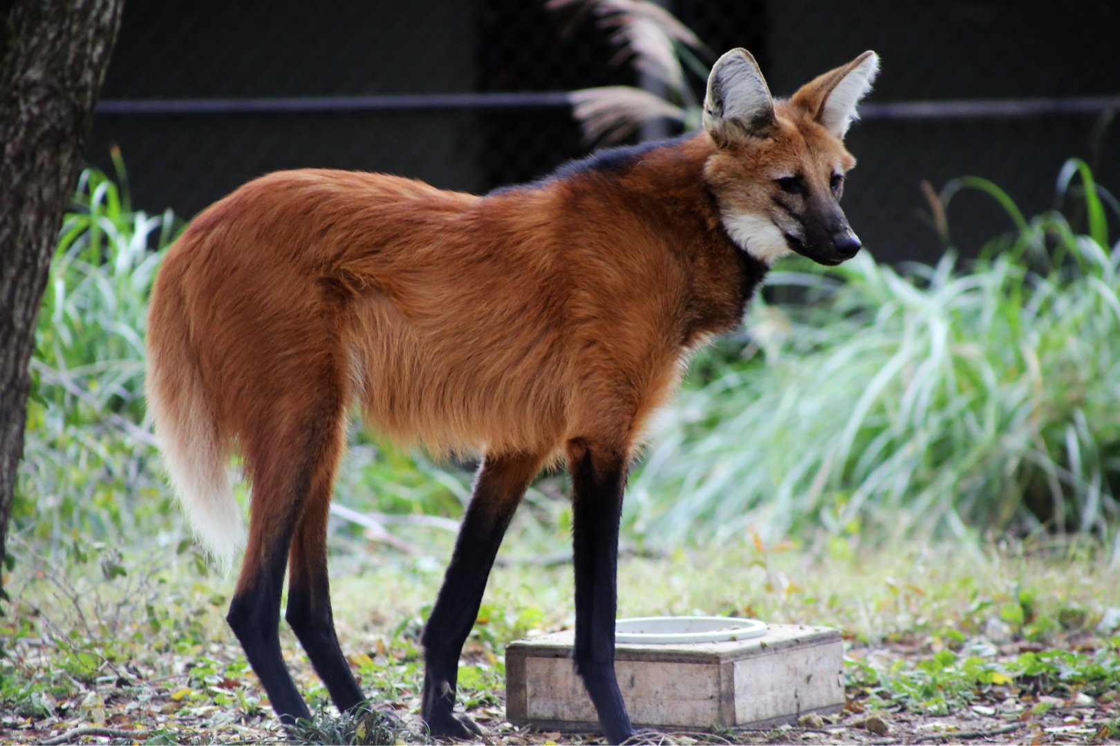 Maned Wolf, November 2018
