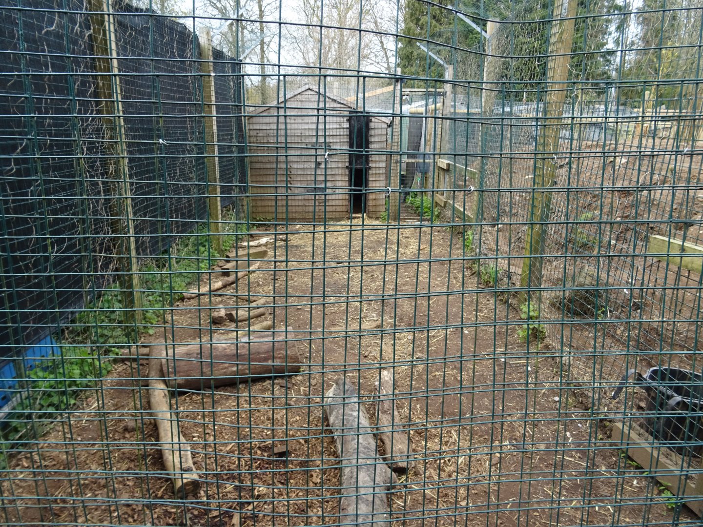 Maned Wolf offshow area