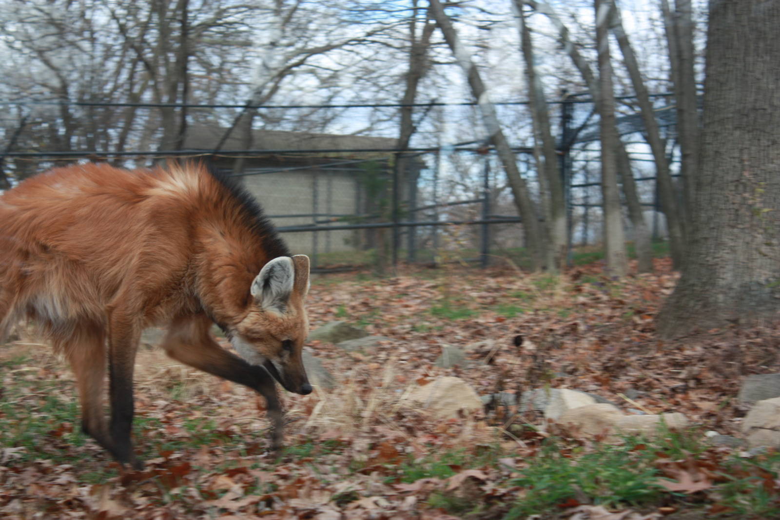 Maned Wolf on the Prowl