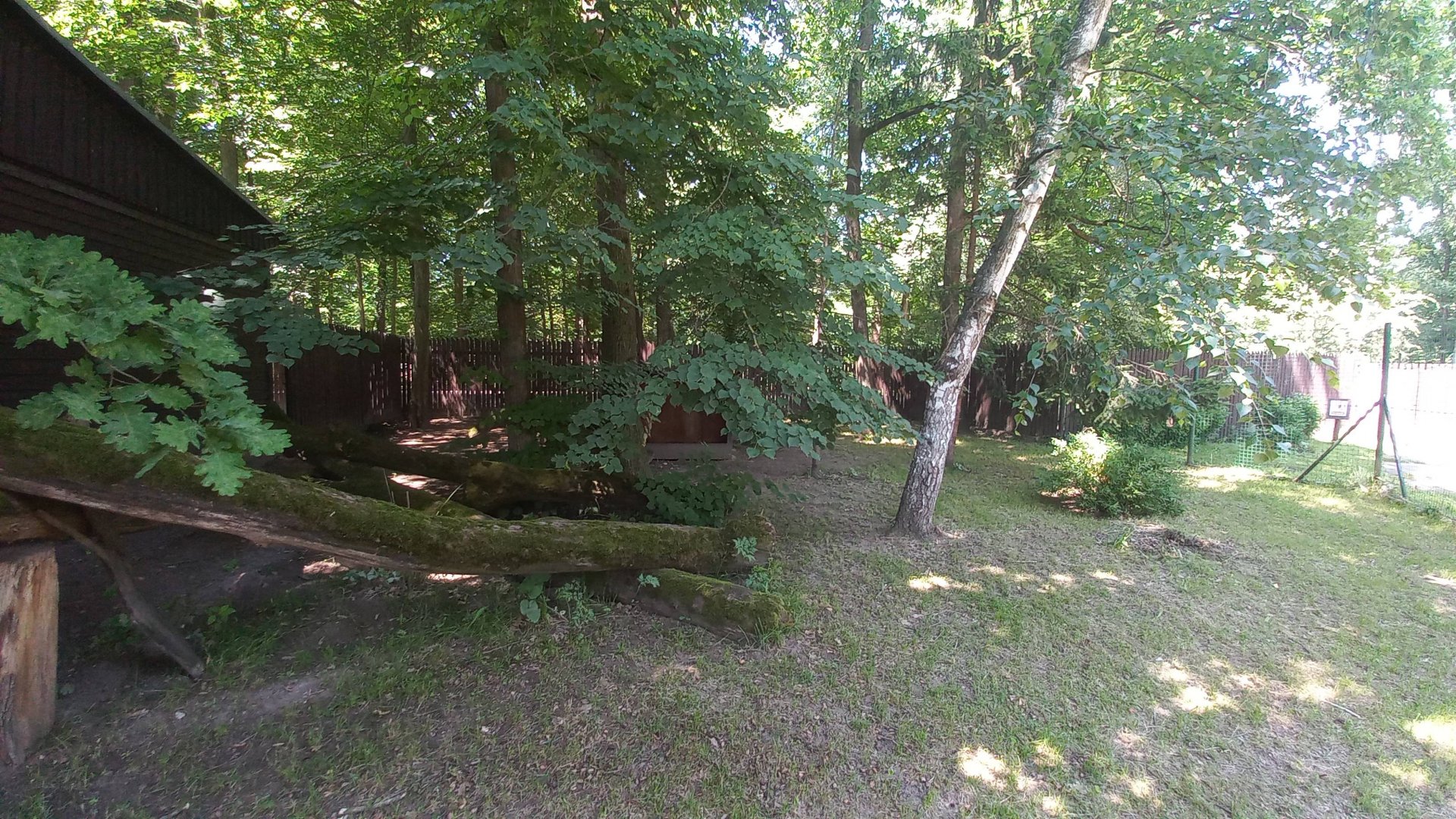 Maned wolf - outdoor exhibit