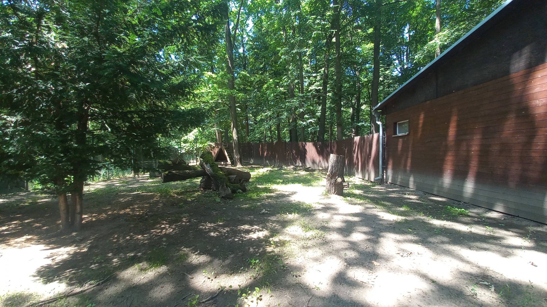 Maned wolf - outdoor exhibit
