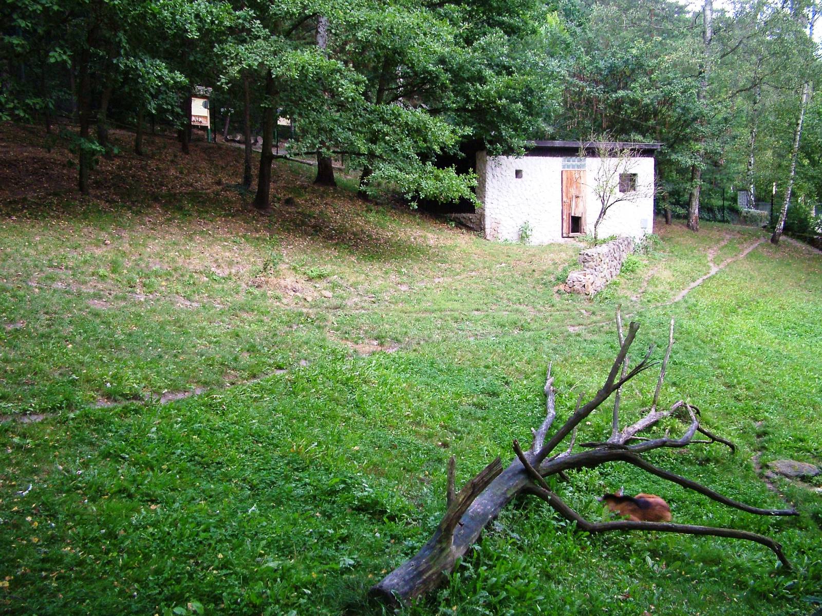 Maned Wolf Paddock at Decin, 28/08/12