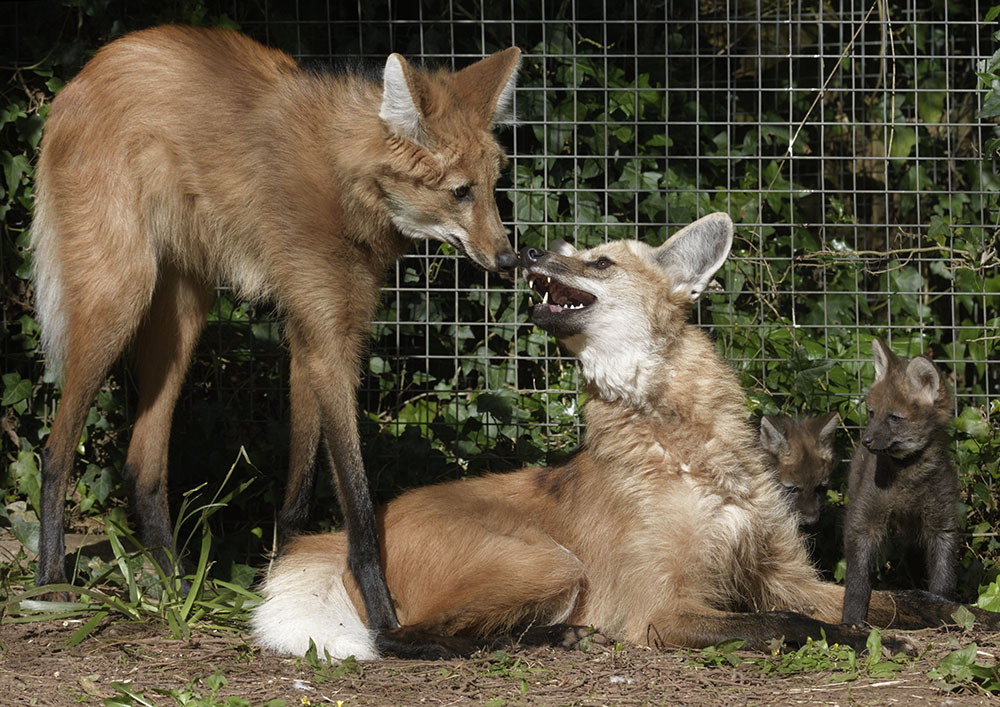 Maned wolf pair and cubs