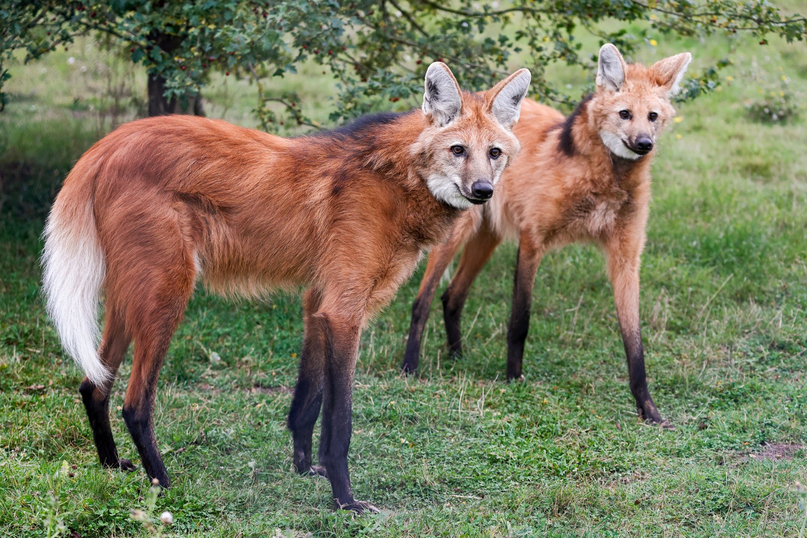 Maned Wolf pair / Hamerton