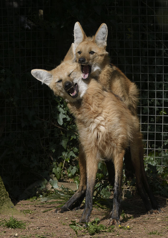 Maned wolf pair mating