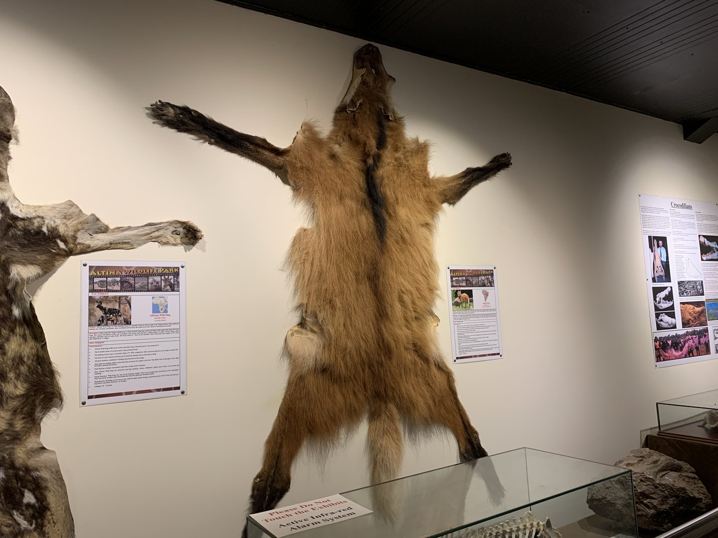 Maned Wolf Pelt