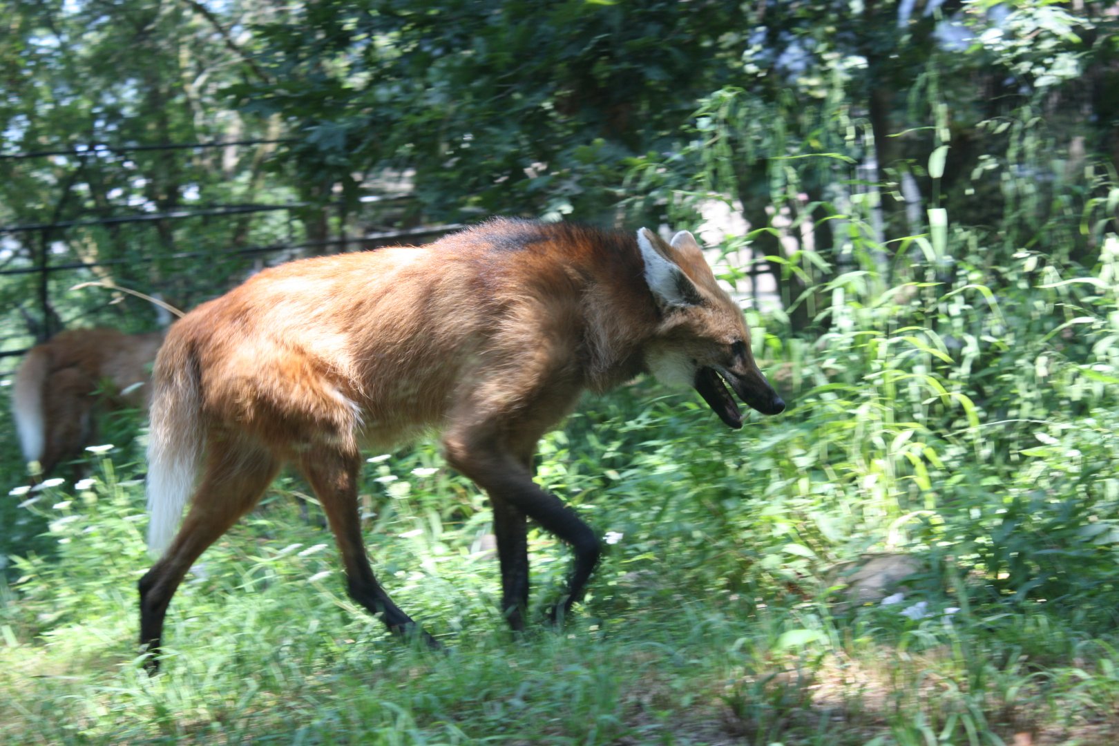 Maned Wolf Prowling