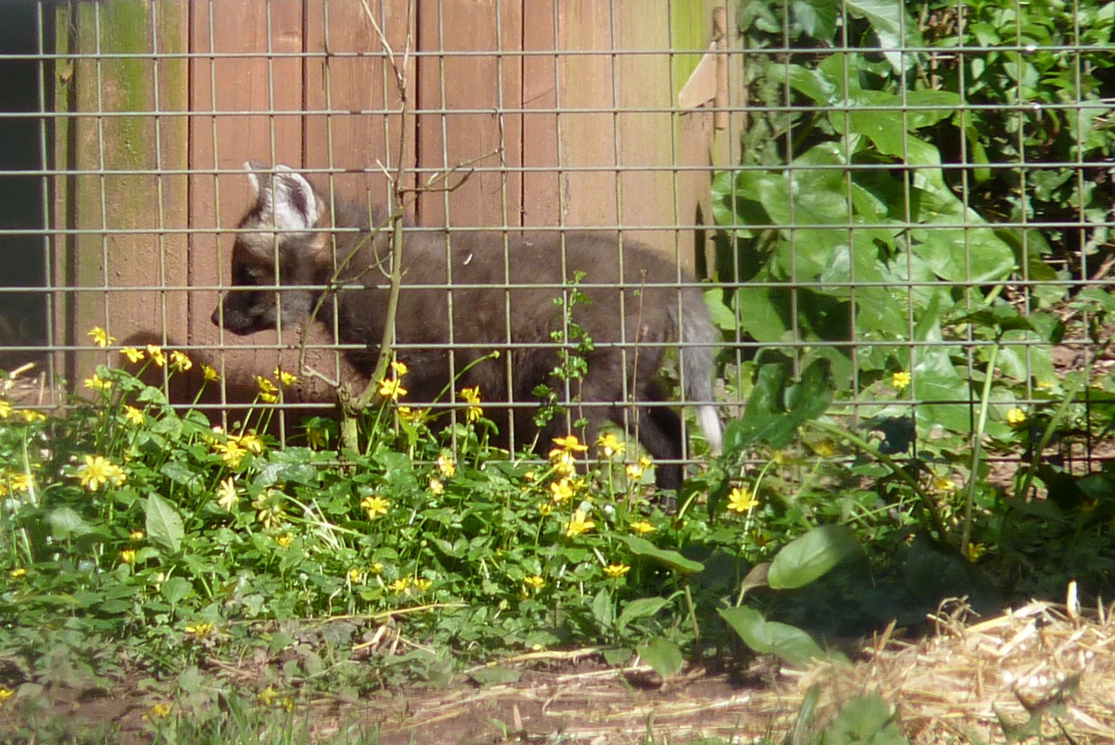 Maned Wolf pup, 5 April 2017