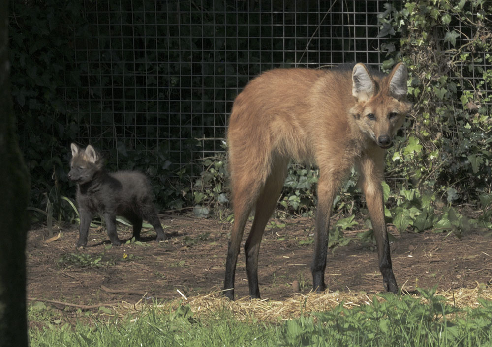 Maned wolf pup and adult