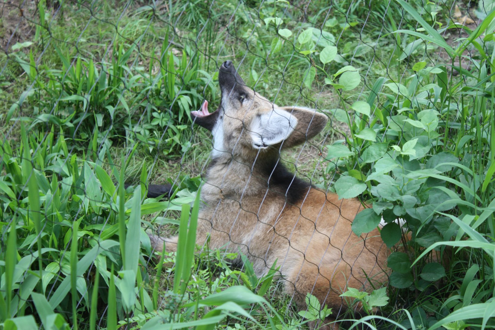 Maned Wolf Pup Yawning