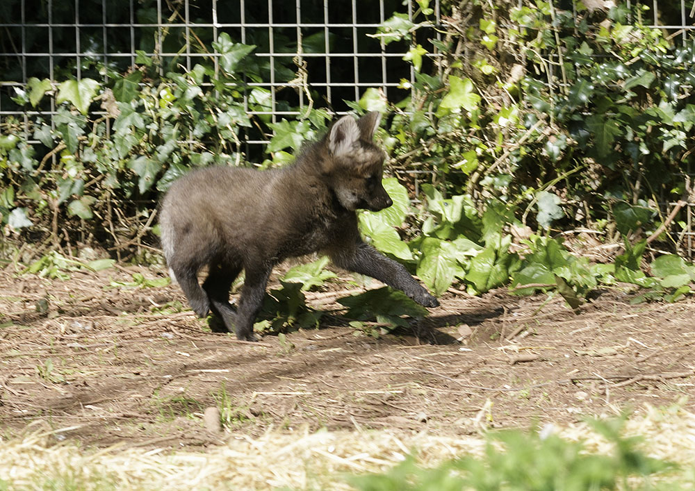 Maned wolf pup