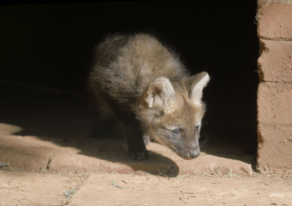 Maned wolf pup