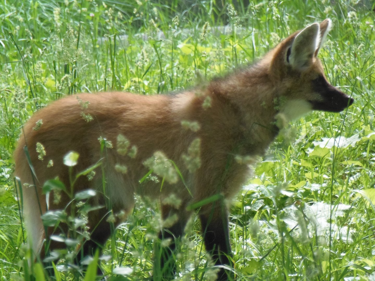 Maned Wolf Pup