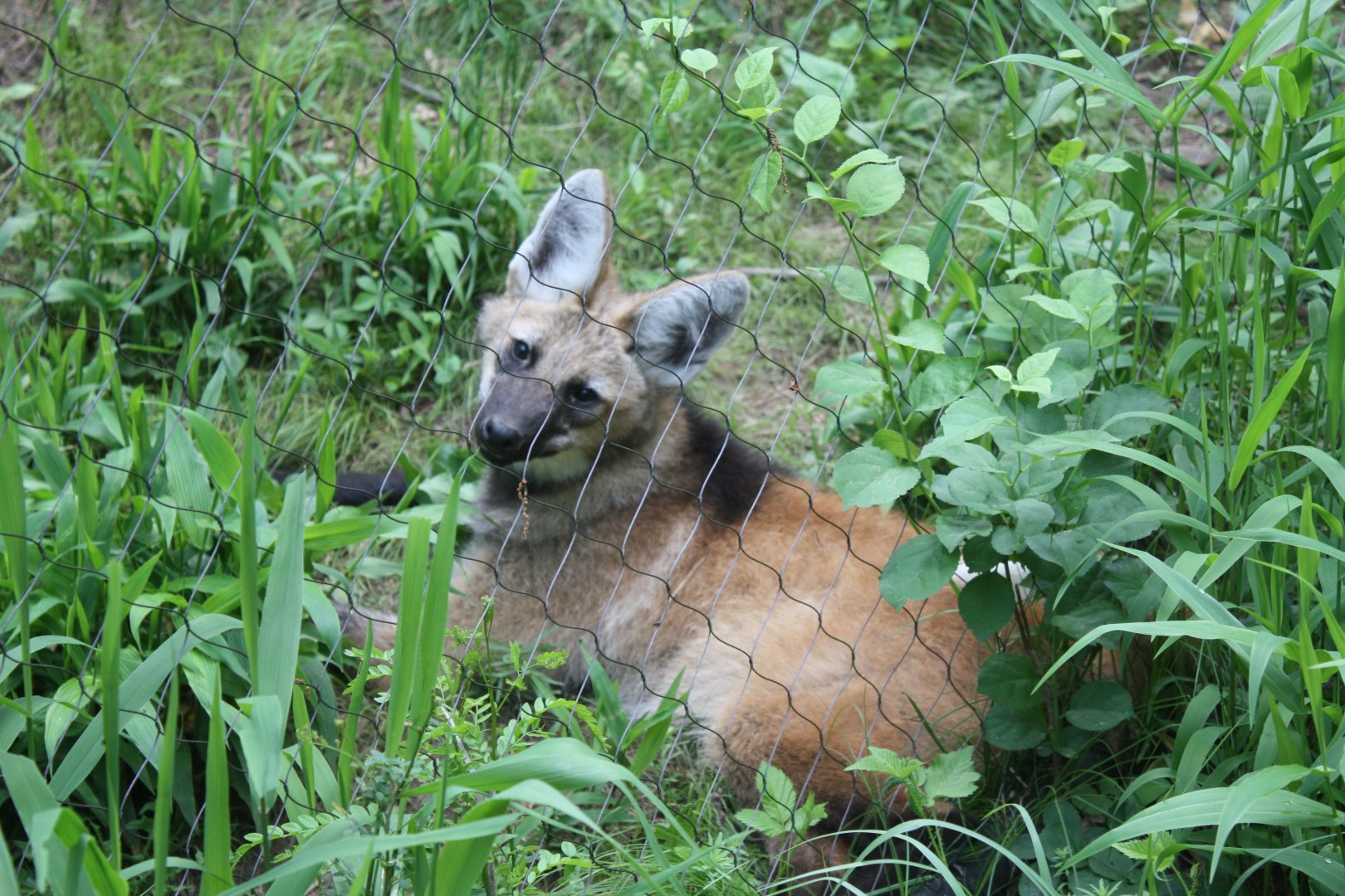 Maned Wolf Pup