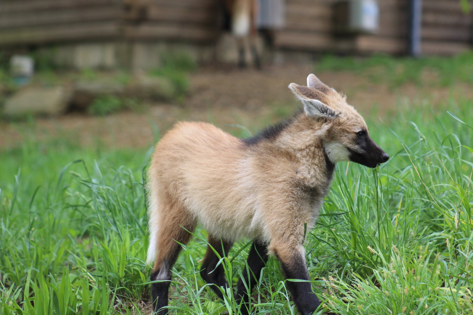 Maned Wolf Pup