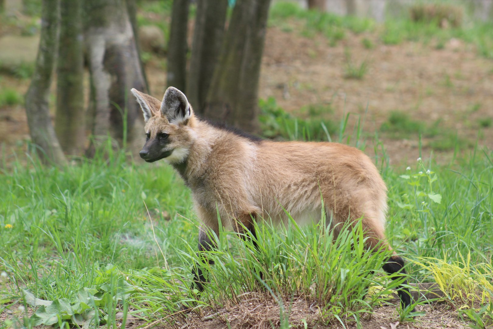 Maned Wolf Pup