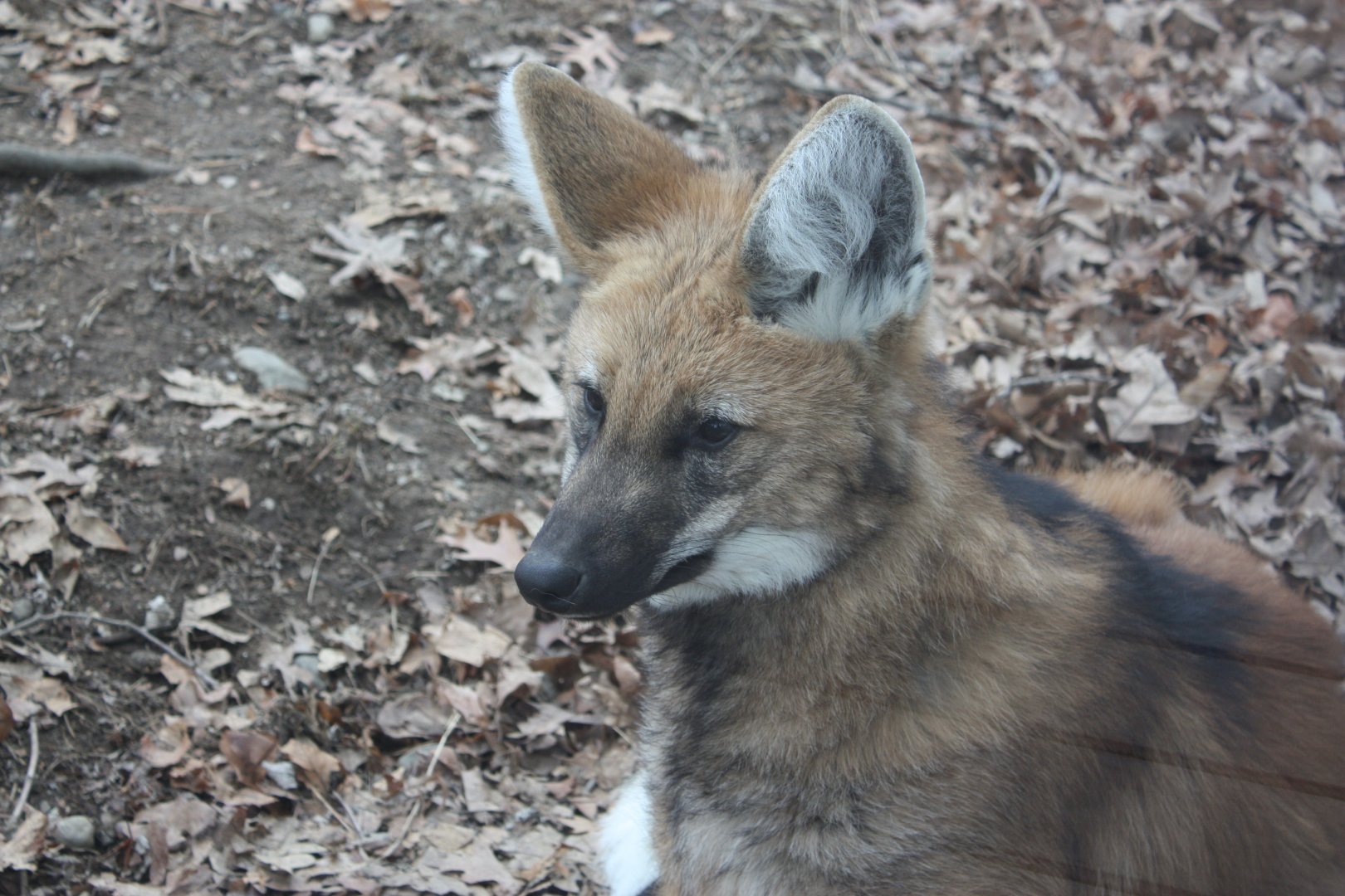 Maned Wolf Pup