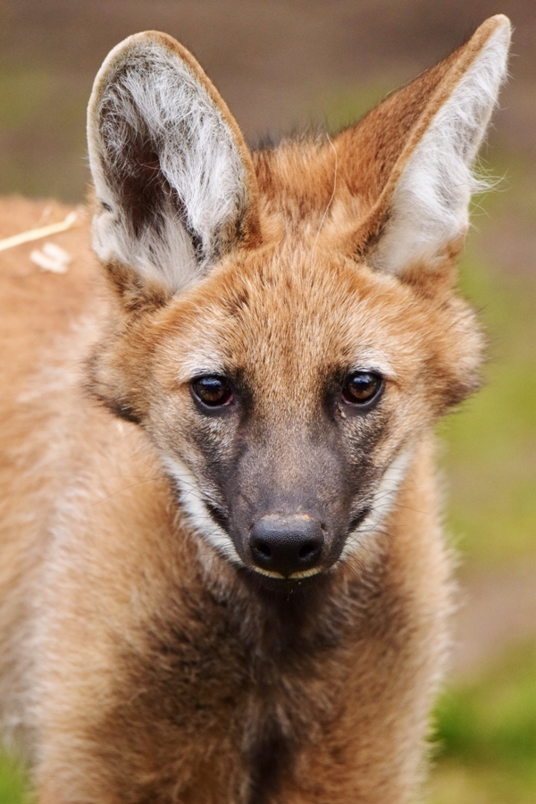 Maned wolf pup
