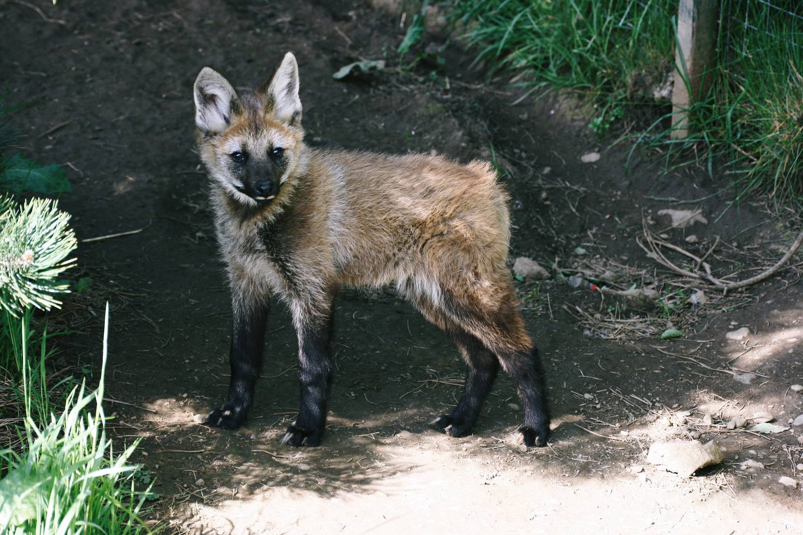 Maned Wolf Pup