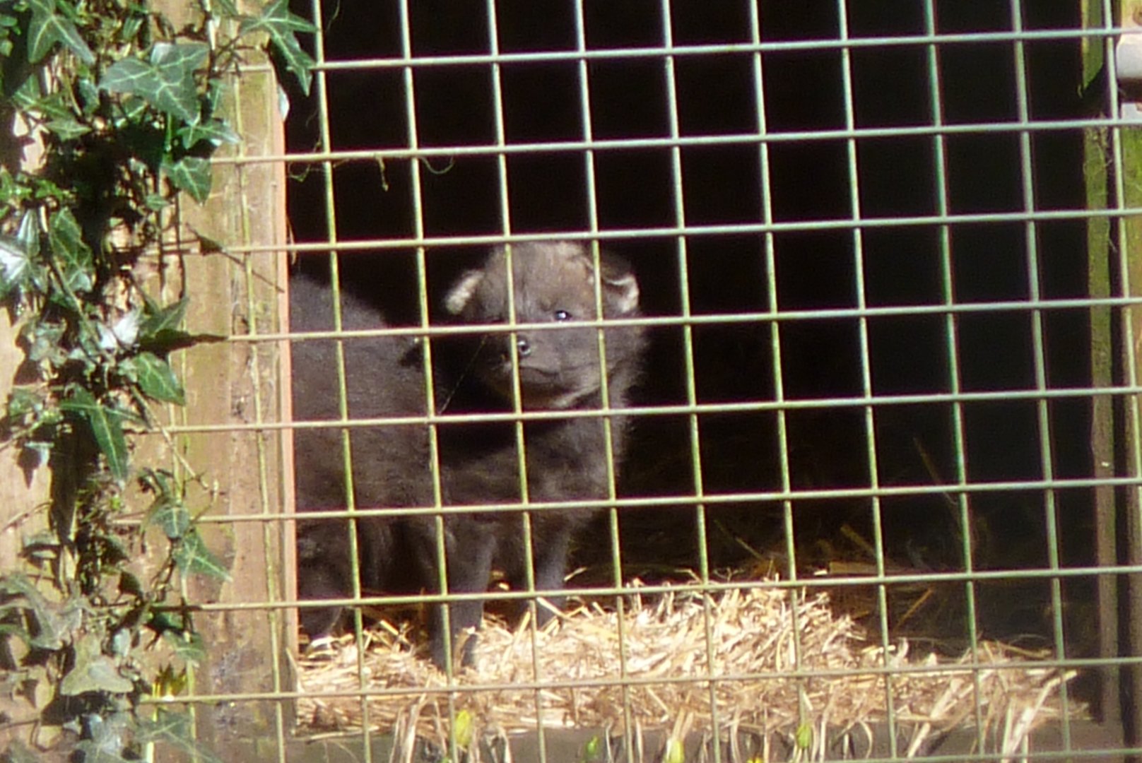 Maned Wolf pups, March 2017