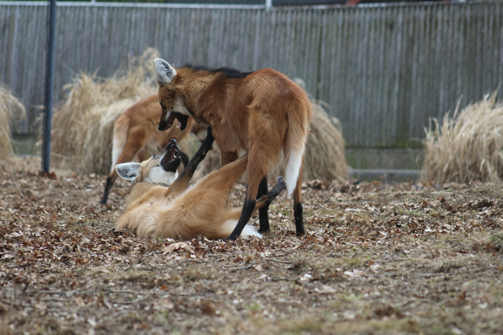 Maned Wolf Pups