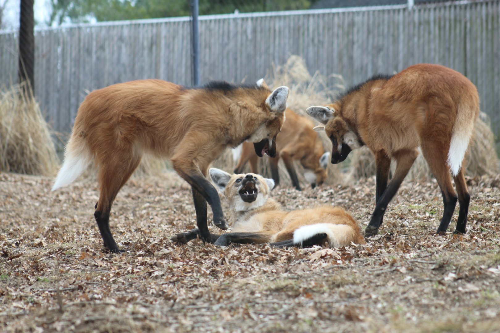 Maned Wolf Pups