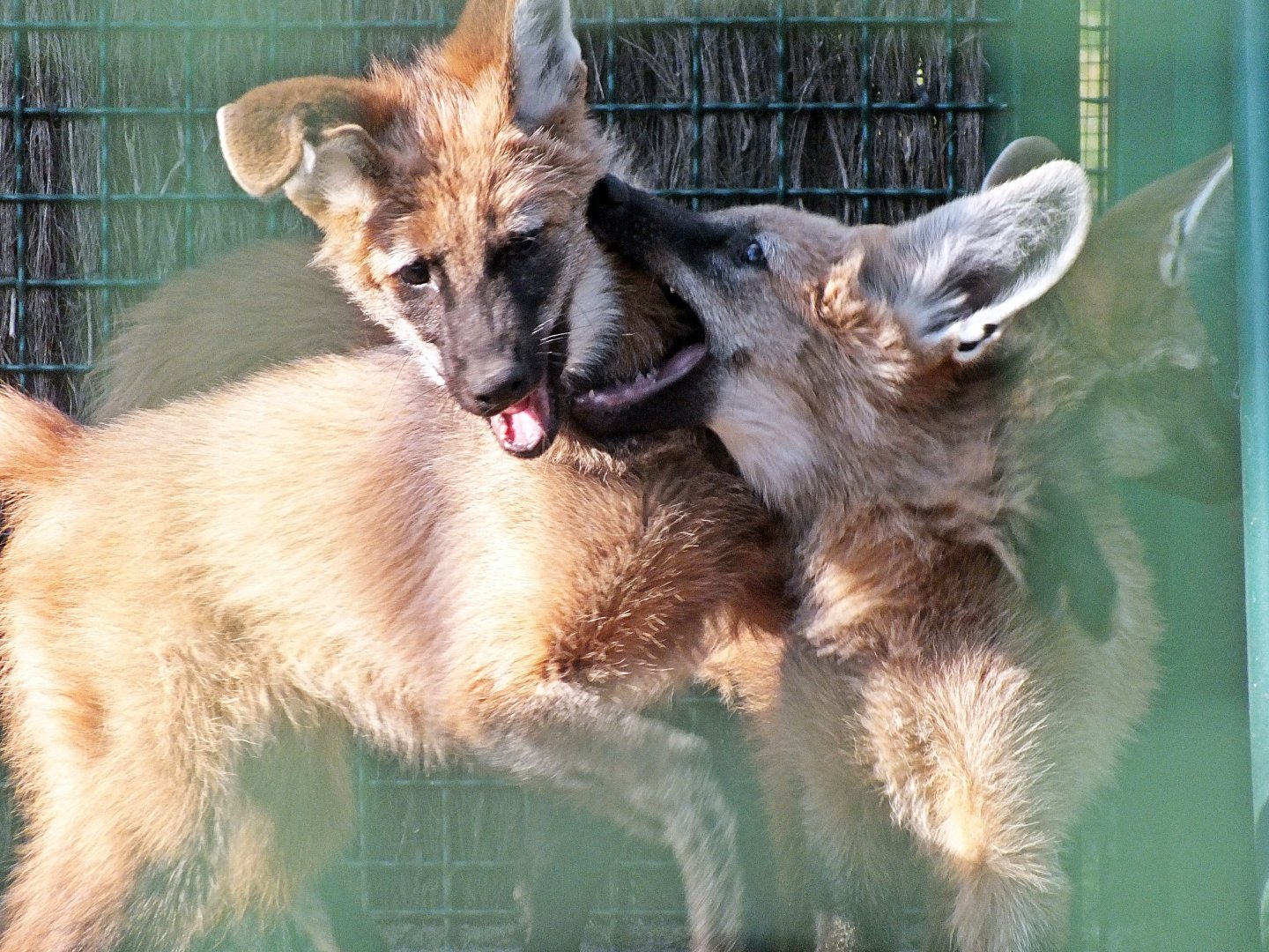 Maned wolf pups