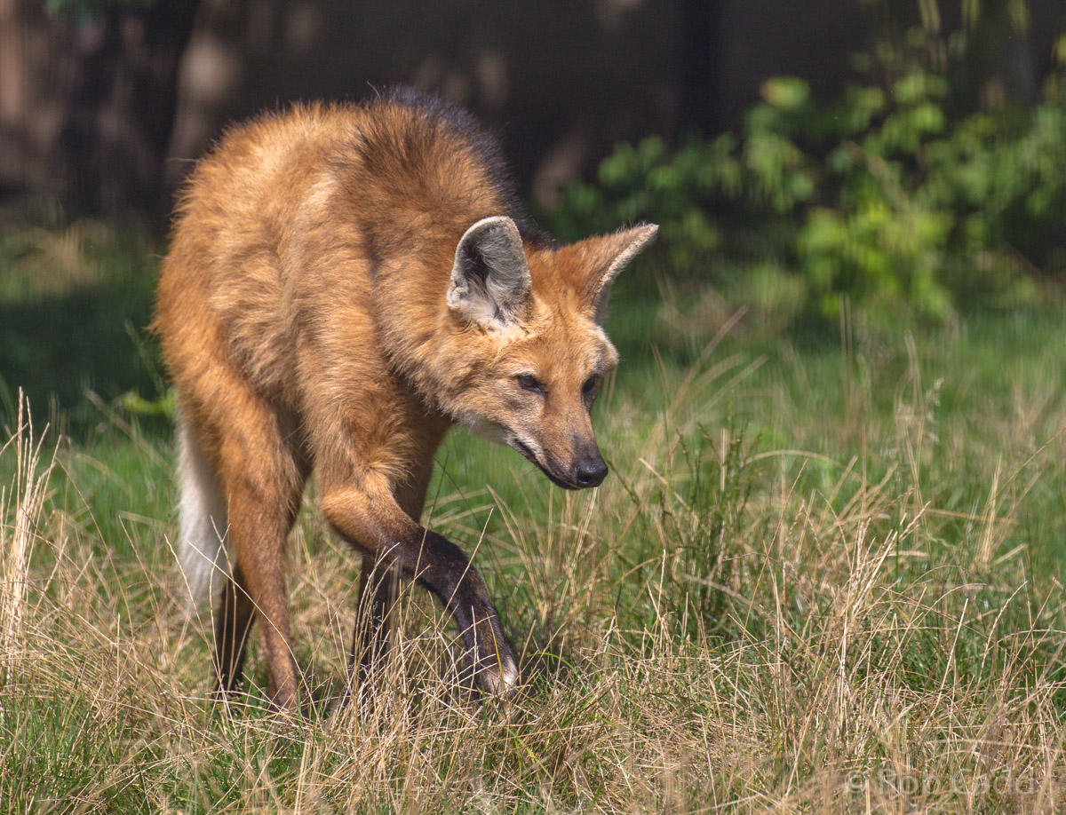 Maned wolf : RSCC : 28 Aug 2015