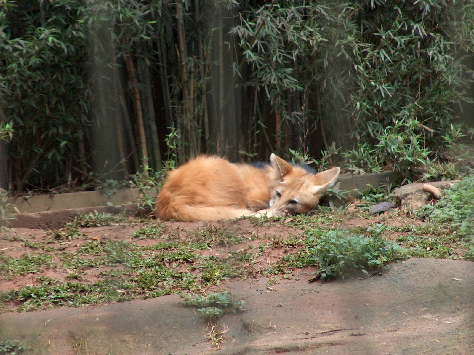 maned wolf sao paulo zoo