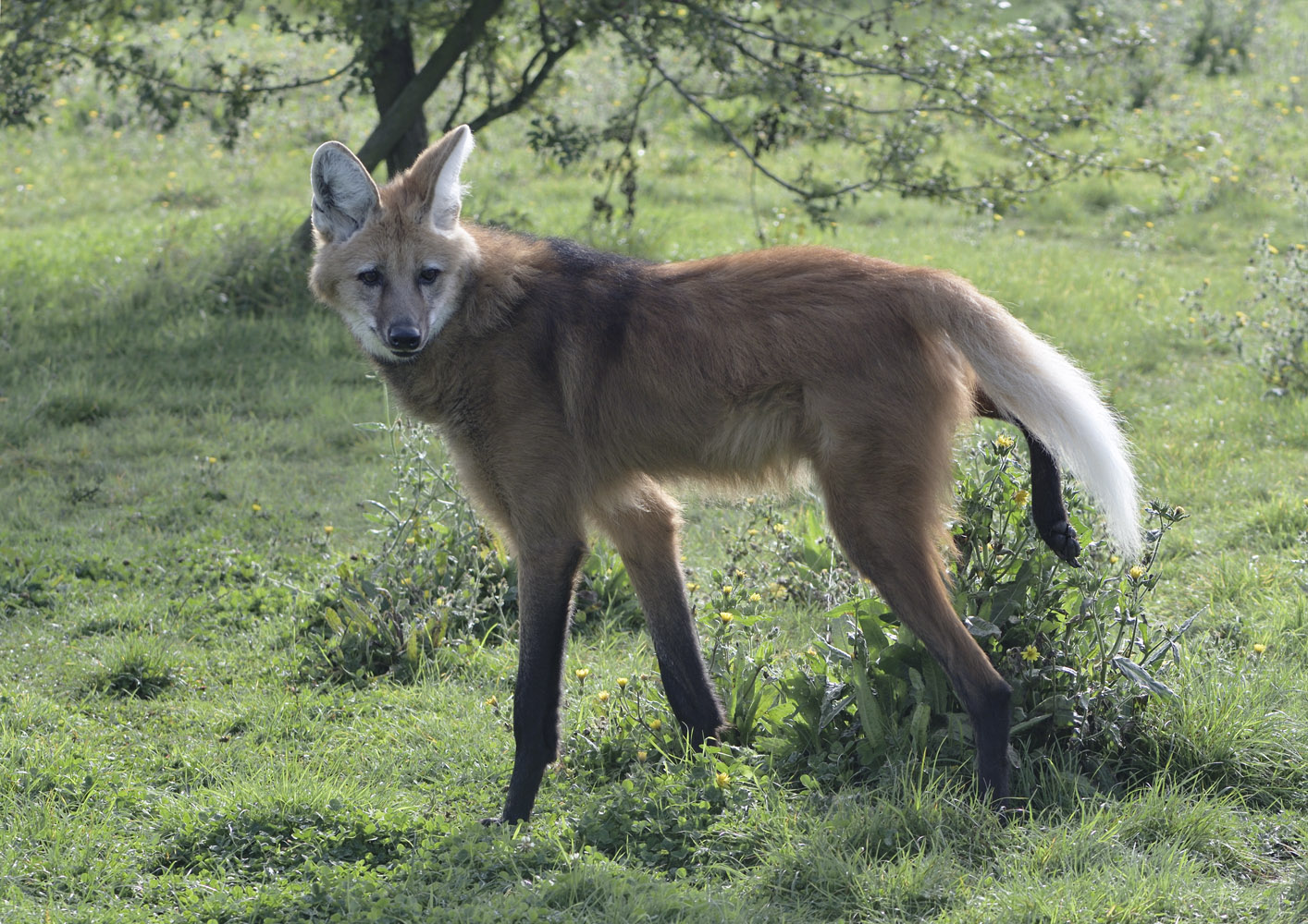 Maned wolf scent marking
