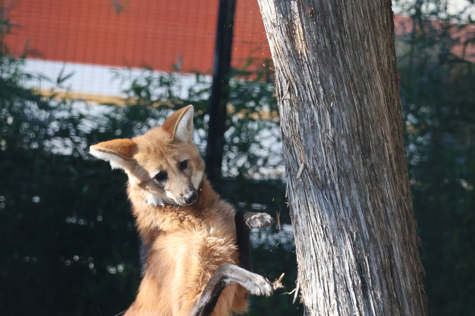 Maned Wolf scratching tree