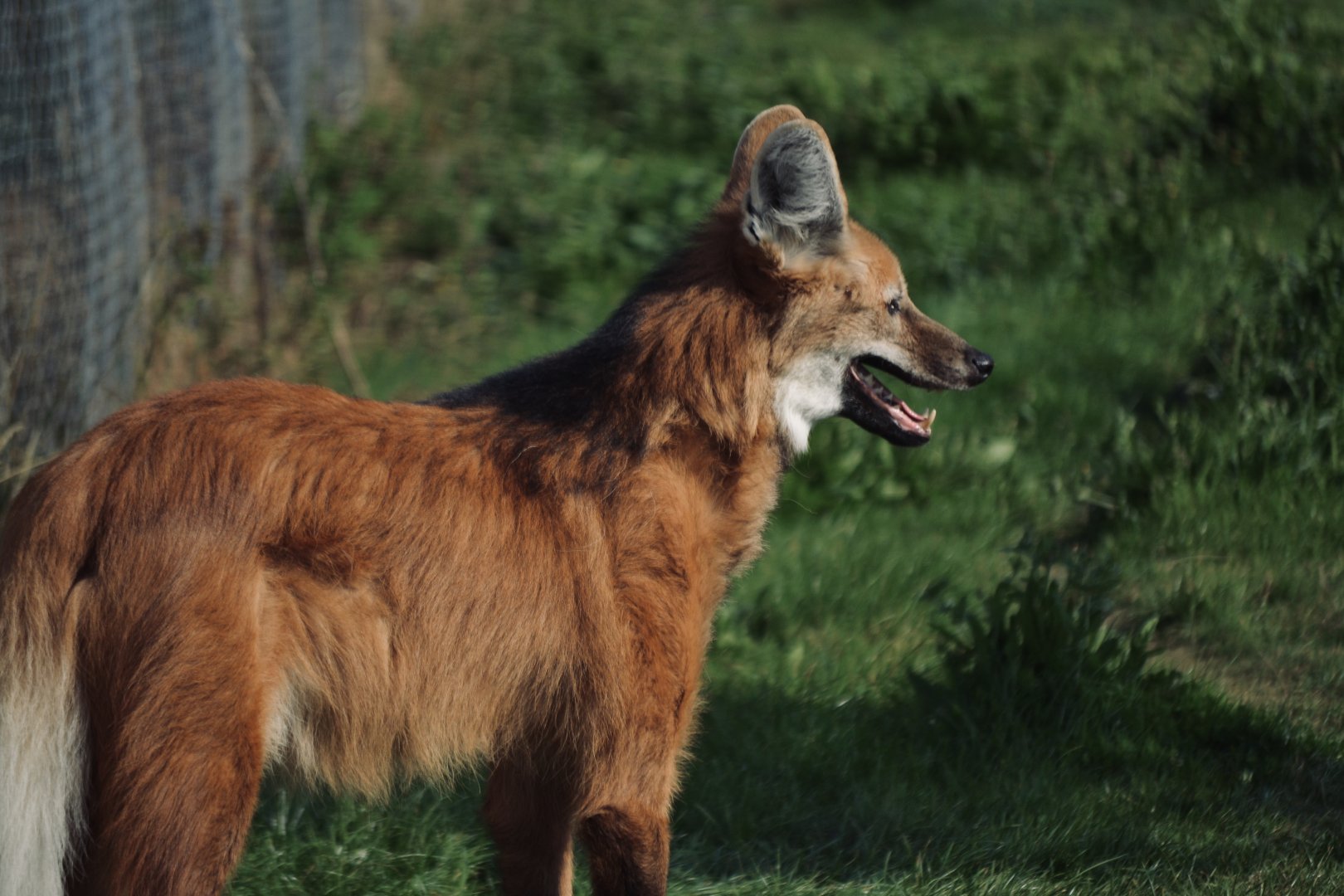 Maned Wolf - September 2020