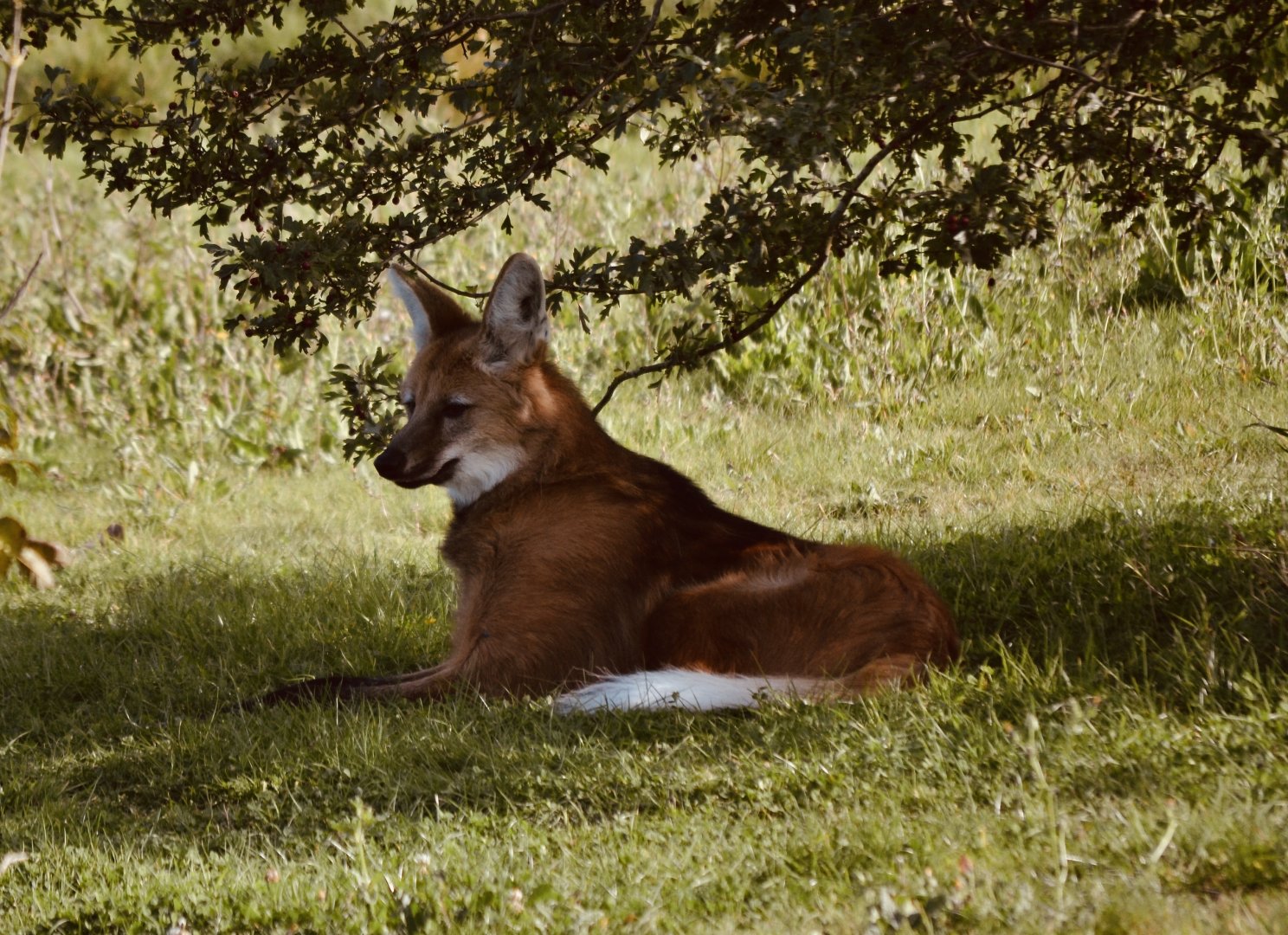Maned Wolf - September 2020
