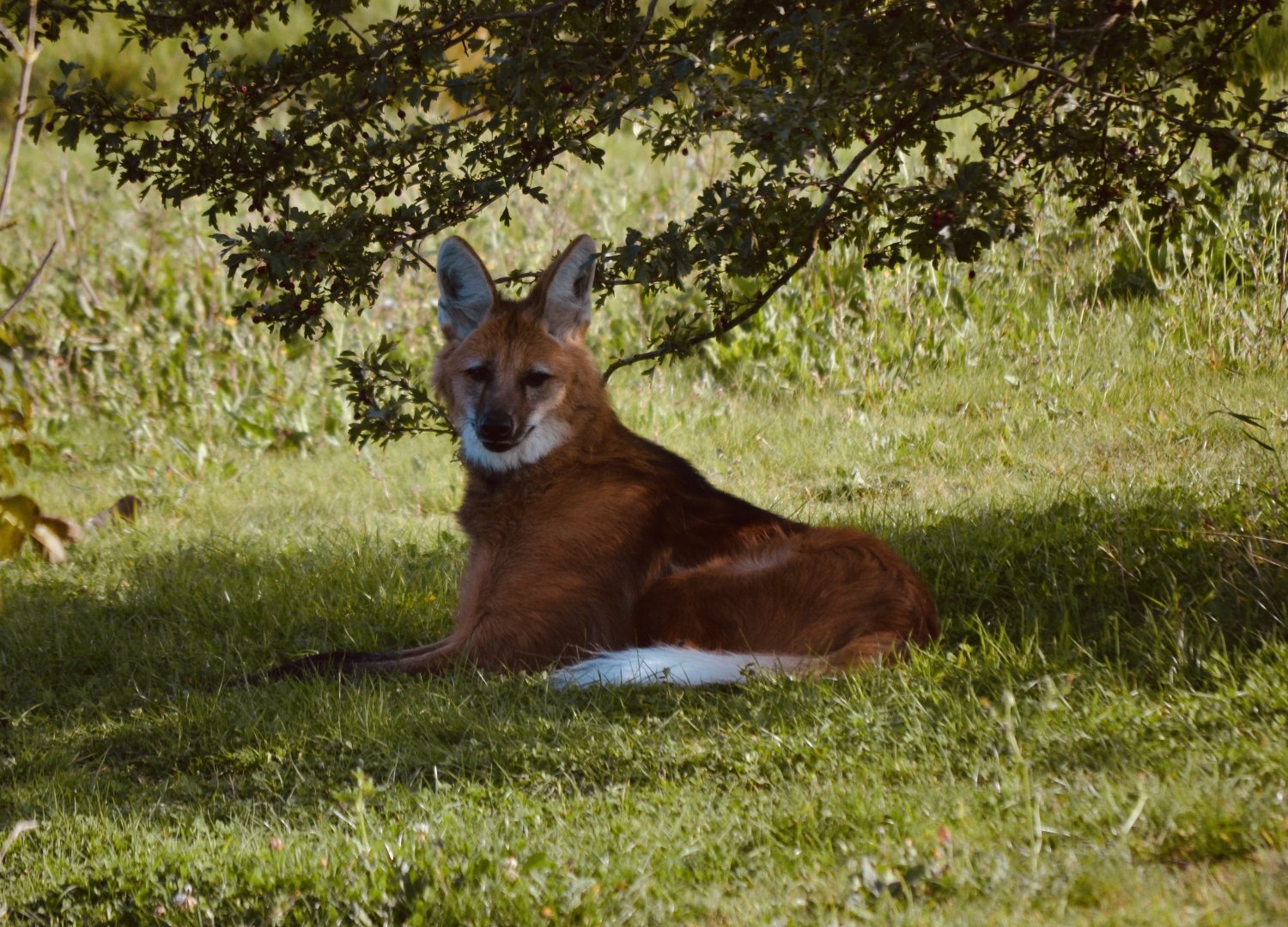 Maned Wolf - September 2020