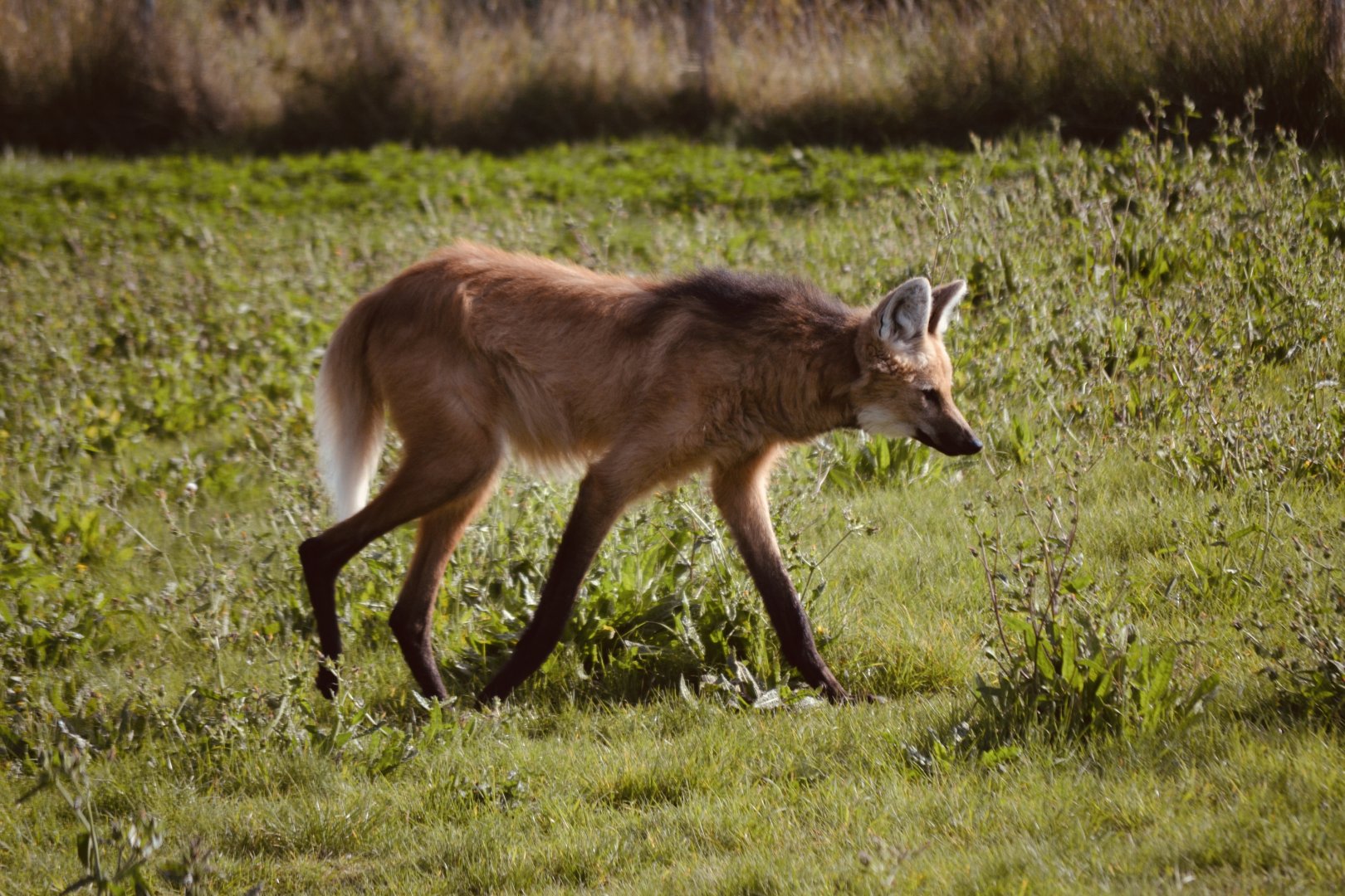 Maned Wolf - September 2020