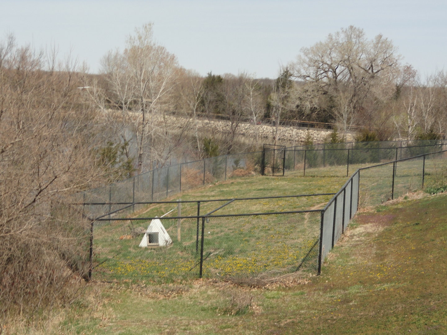 Maned Wolf Side Exhibit