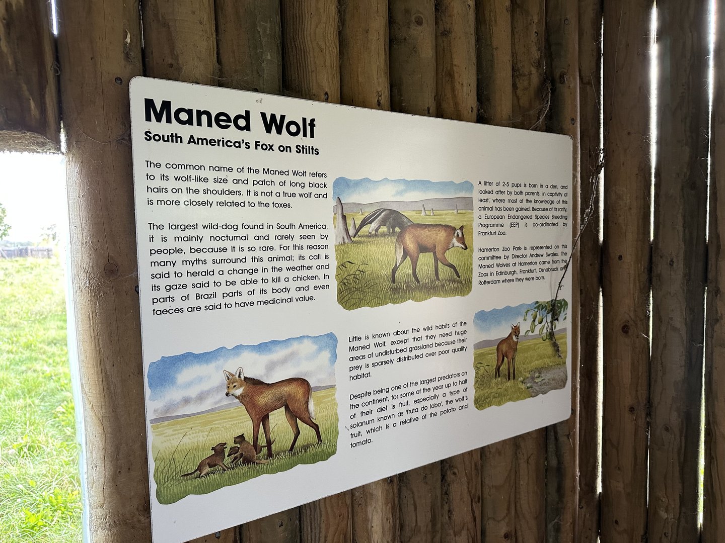 Maned Wolf Signage at Hamerton Zoo Park (October 2023)