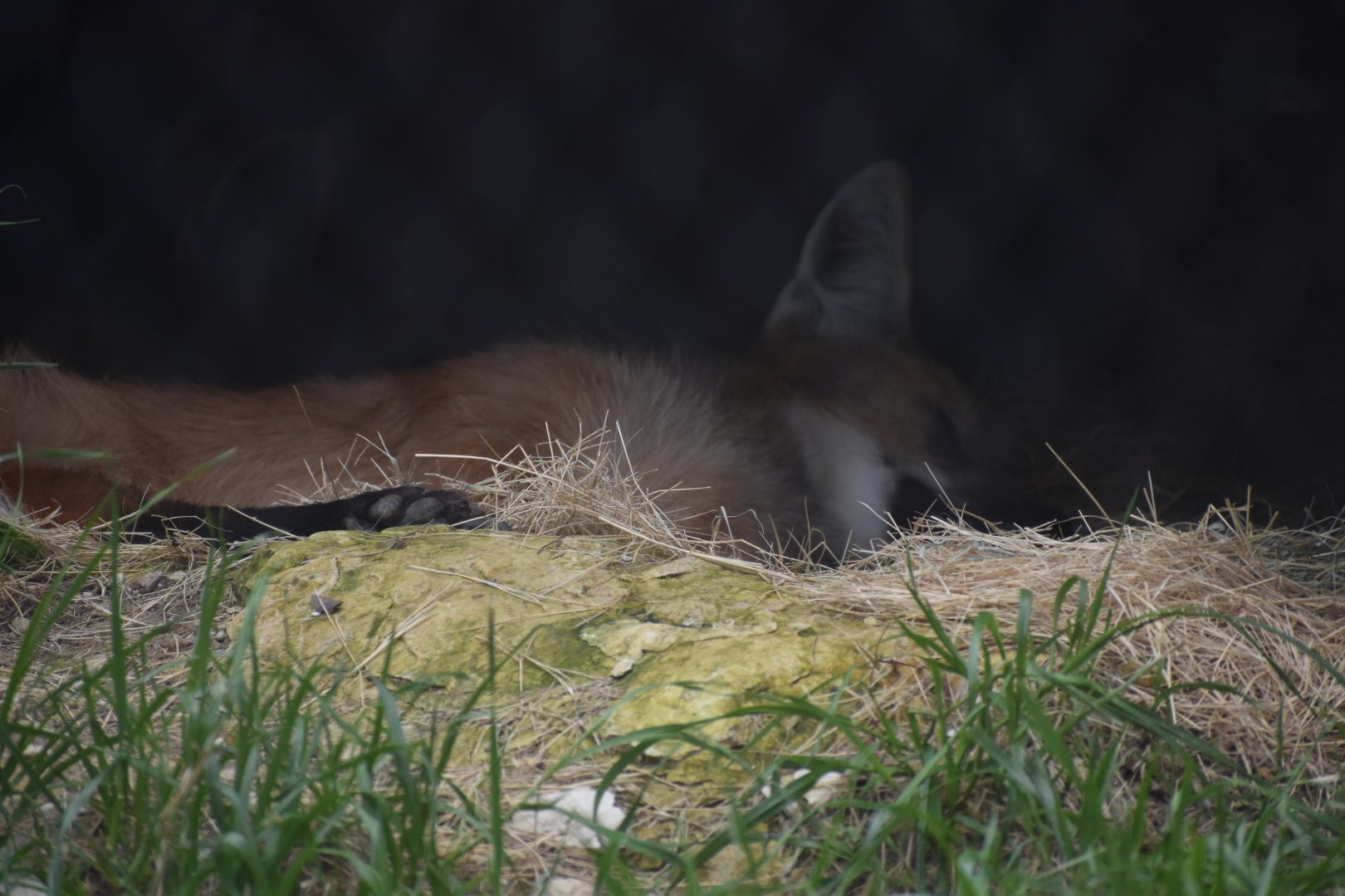 Maned Wolf Sleeping